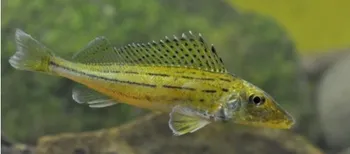 У річках Полісся водиться риба-ненажера, з якої варили смачнющу юшку (фото)