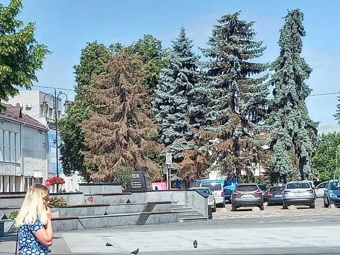 У центрі Луцька зріжуть стару ялинку, яка висохла (фото)