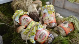 Волинські лісівники презентували свою продукцію на святі урожаю (Фото)