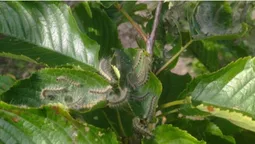 ❗️На Волині – карантин через шкідливого метелика