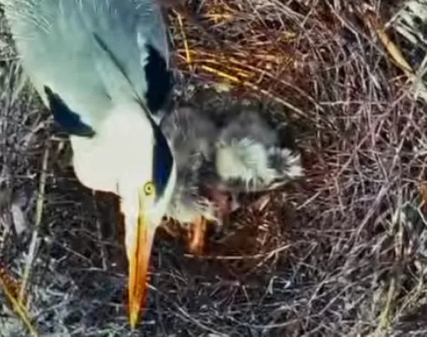 Таємне життя острова на Світязі: дрони зафіксували унікальні кадри (відео)