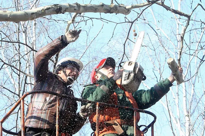 Через обрізування дерев у Ківерцях упродовж тижня вимикатимуть світло