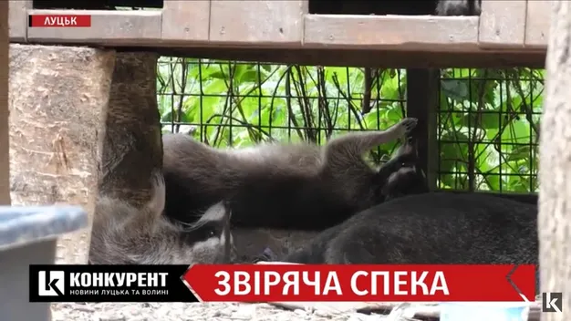 Як у Луцькому  зоопарку рятують тварин від спеки (відео)