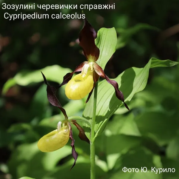 У лісі на Волині зацвіли рідкісні «черевички Афродіти» (фото)