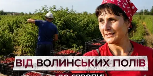 350 тонн малини на експорт: як на Волині збирають цьогорічний урожай (відео)