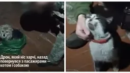 Кіт і собака пролетіли 12 км дроном: волинські бійці евакуювали хвостатих з позиції (відео)