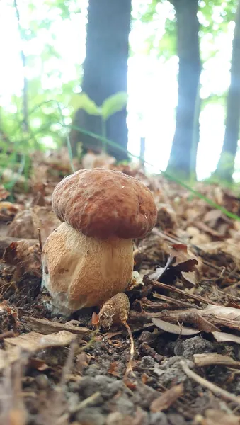 Пухнаста шукачка у волинському лісі рознюхала цілу гору білих грибів (фото)