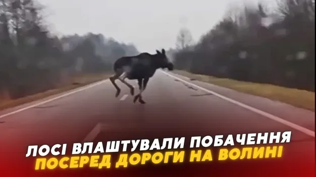 На Волині зазнімкували двох закоханих лосів посеред дороги