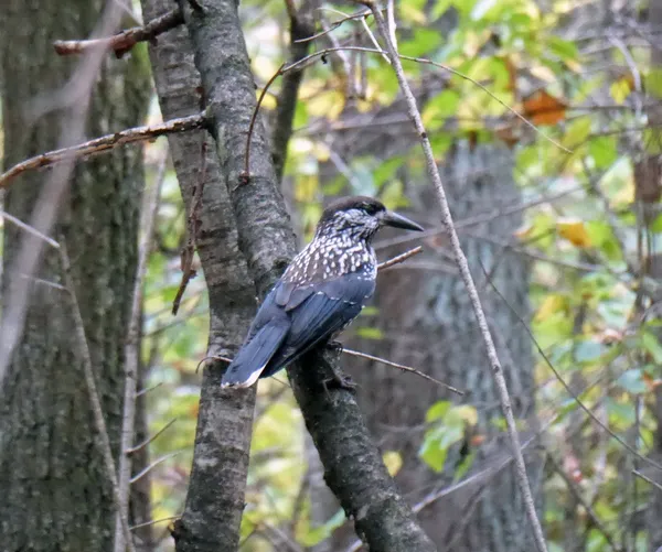 Тисячі кілометрів заради тепла: куди восени зникають птахи