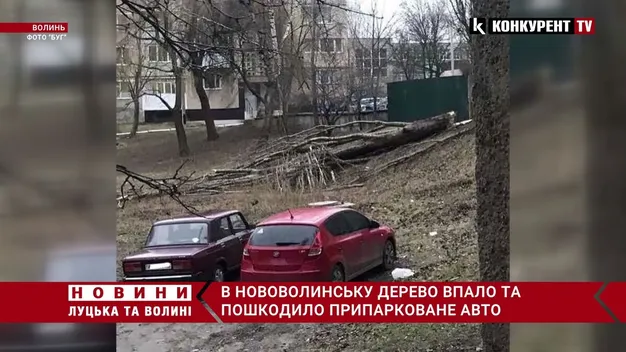 Карма: у Нововолинську суха тополя впала на авто, припарковане у «зеленій» зоні (фото, відео)