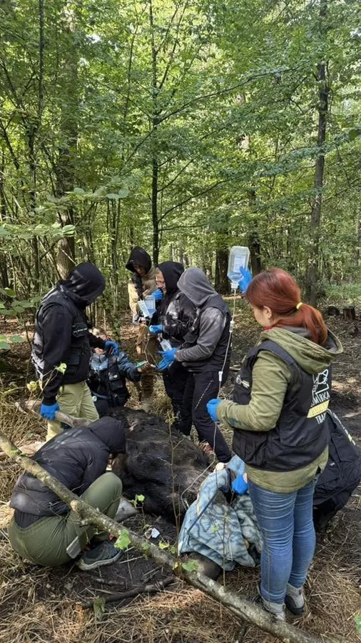 На Рівненщині врятували з болота величезного лося: він у критичному стані (фото)