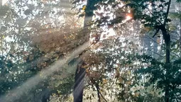 Мережу замилували фото морозного світанку у лісі на Волині