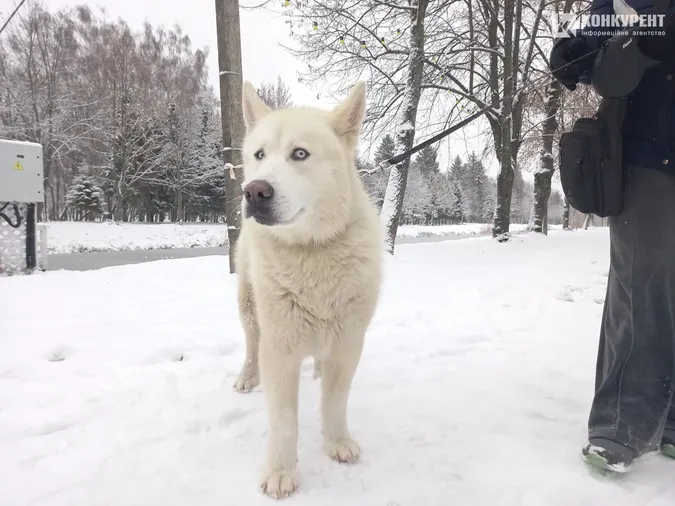 Сніжно і безлюдно: зима у Центральному парку Луцька (фото)