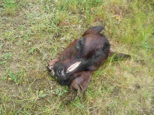 У Луцьку просто на вулицю викинули голови тварин (фото, відео 18+)