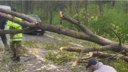 На Волині вітер повалив на дорогу дерево (фото)