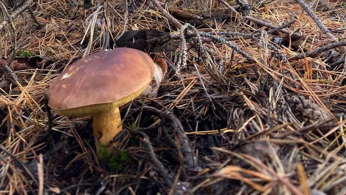 На Старовижівщині знайшли кілограмового білого гриба (фото)