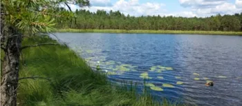 У лісах Полісся причаїлось крихітне озеро із цінним скарбом на дні (фото, відео)