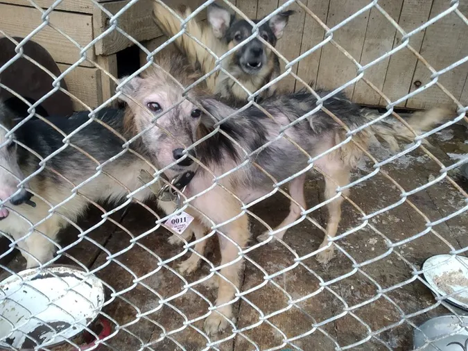 У Луцьку в жінки забрали собак, яких вона підбирала на вулицях і не лікувала