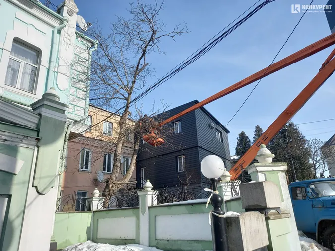 У центрі Луцька зрізали здорове дерево, щоб врятувати квартиру від підтоплення (фото)