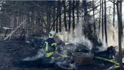 У Володимирі невідомі підпалили сосни біля житлового будинку (фото)