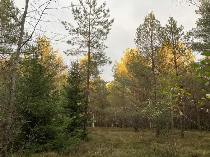 Волога, осінь, барви: де серед лісу на Волині розквітнув «грибний сад» (фото)