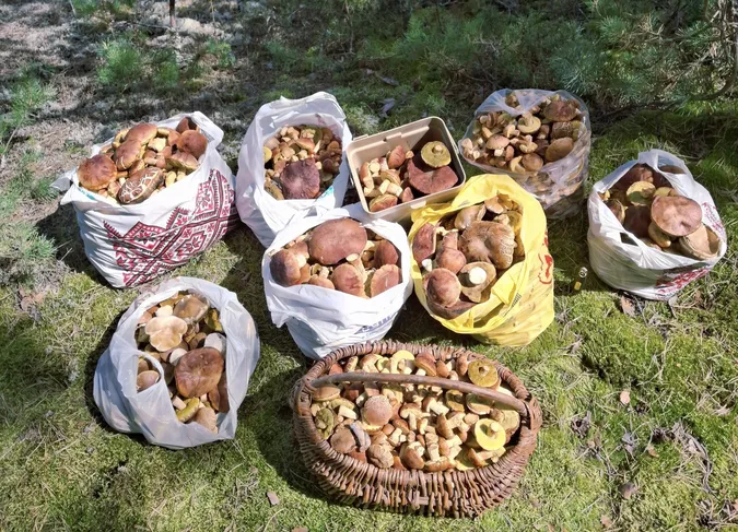 Ростуть тисячами: за 150 км від Луцька зібрали понад 100 кг золотистих боровиків (фото)