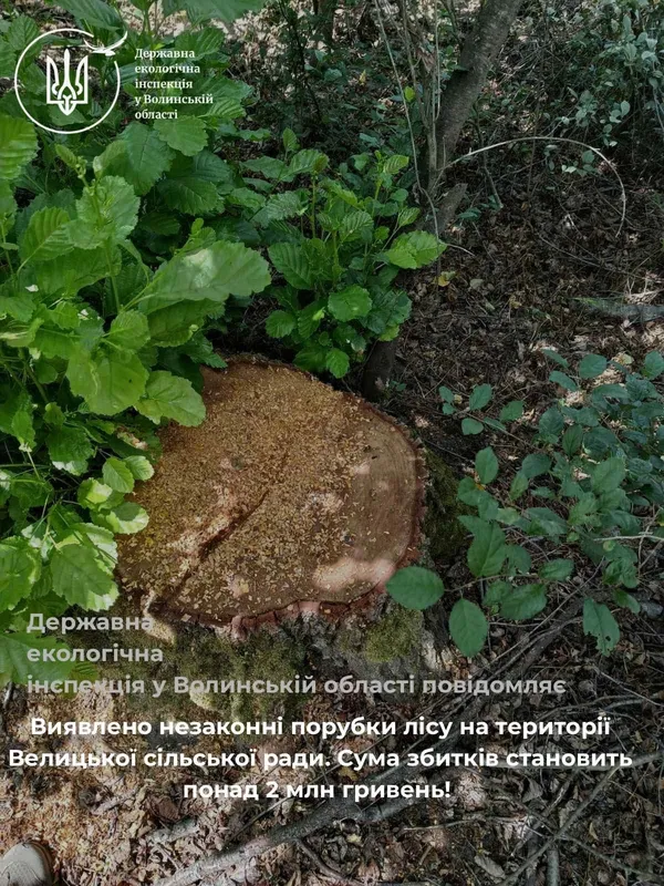 На Ковельщині незаконно зрубали понад 1250 дерев – збитки перевищують 2 мільйони гривень (фото)