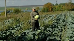 На Волині фермер сам вирощує та квасить капусту для ЗСУ (фото, відео)