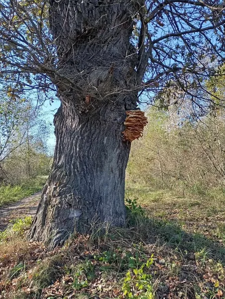 В мережі показали осінні світлини з річки Стохід (фото)