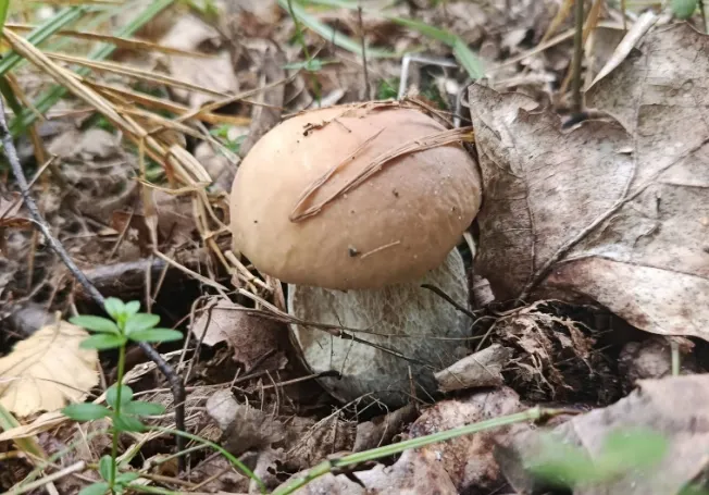 Після дощів у лісі біля Луцька рясно вродили молоді білі гриби (фото)