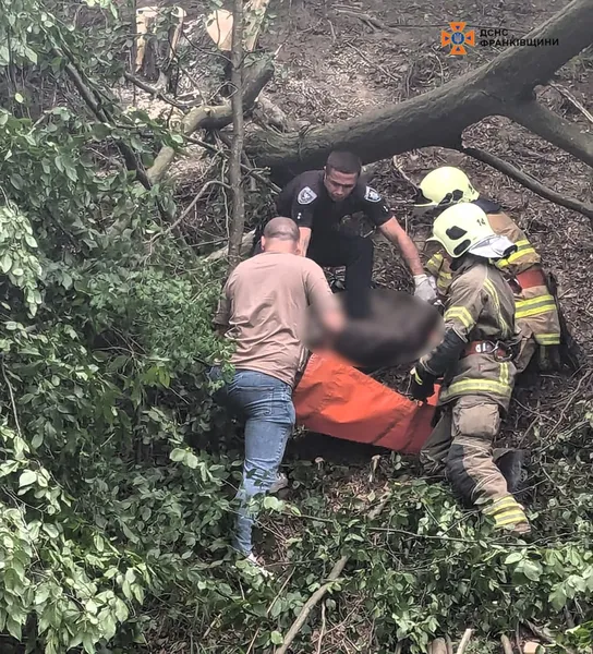Дерево вбило чоловіка та «відрубало» громаду на Прикарпатті від світла (фото)