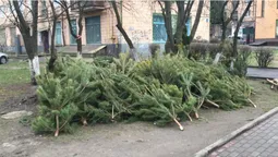 У Луцьку ялинки, які не продали, просто викинули (фото)