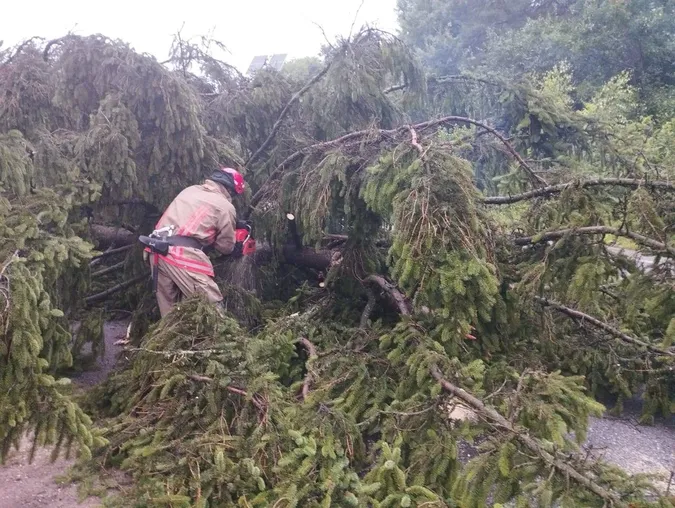 У Луцьку в Старому місті дерево впало на припарковане авто (фото)