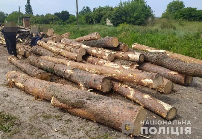 На пилорамі у Ковельському районі знайшли майже 50 колод сосни без документів (фото)