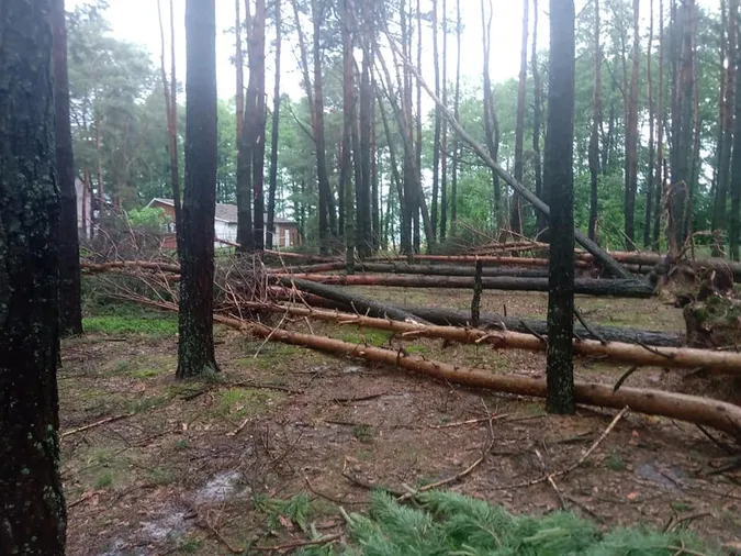 Вирвані з корінням дерева: на Світязі через буревій постраждав дитячий табір (відео)