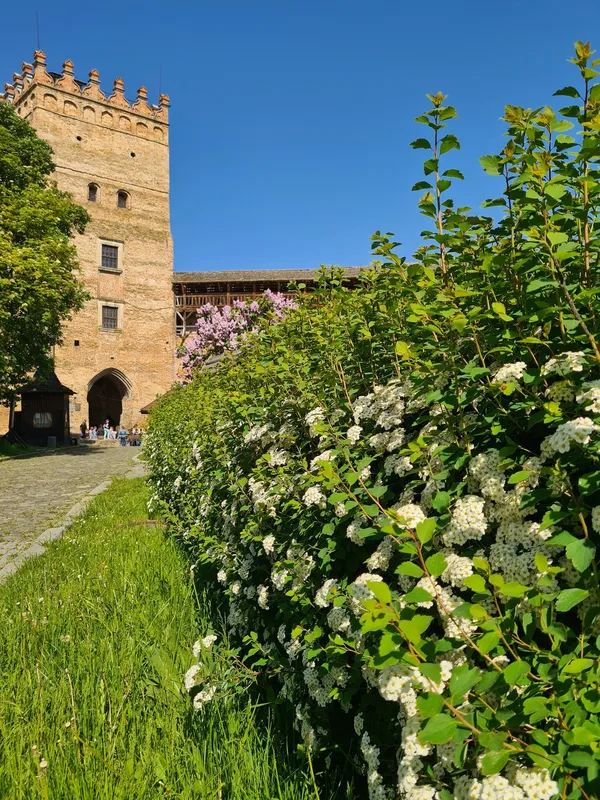 Цвітуть кульбабки і бузок: травень біля стін Луцького замку (фото)