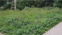 У Луцьку мунвартівці дали прочухана за траву (фото)
