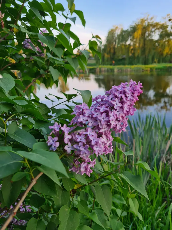 З першим промінням сонця і крапельками роси: світанок на Теремнівських ставках (фото)