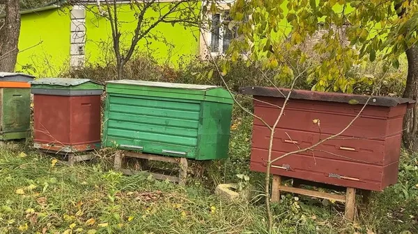 Зібрали тонну меду: 22-річна волинянка доглядає пасіку замість батька, який зник на війні (фото, відео)