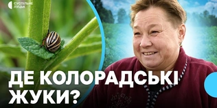 Куди зник колорадський жук та що буде з цьогорічним врожаєм картоплі на Волині (відео)