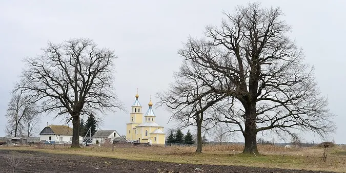 Ботанічна пам'ятка природи «Дуби звичайні-велетні»