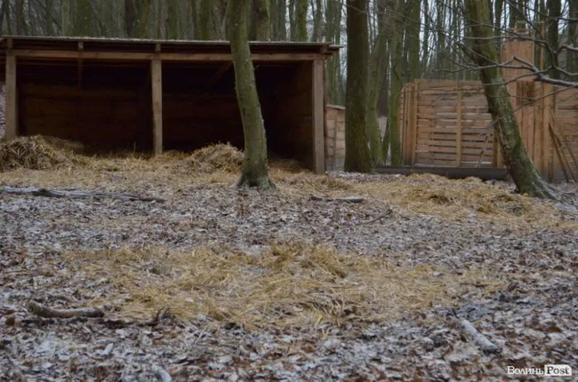 У Воротневі розстріляли сім ланей (фото 18+, оновлено)