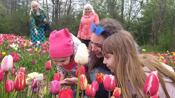 Під Луцьком стартував фестиваль тюльпанів «Волинська Голландія» (фото, відео)