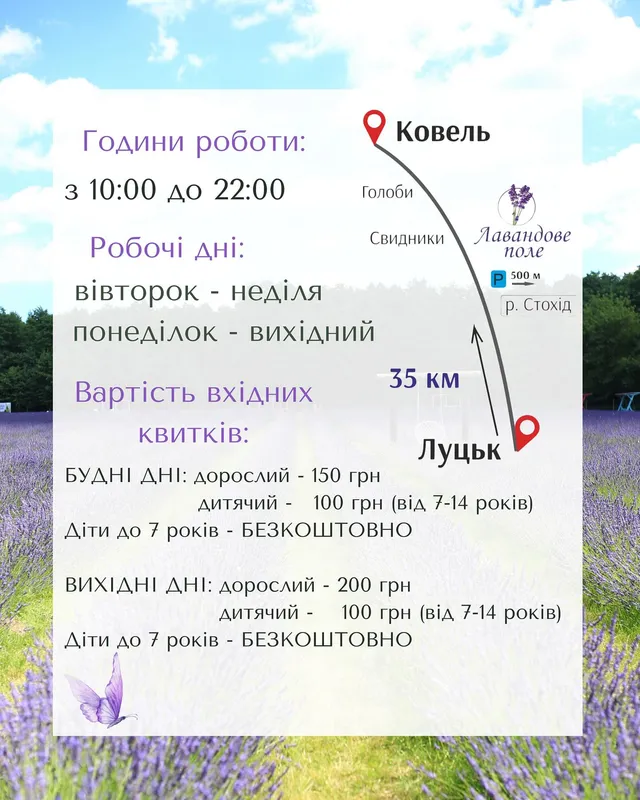 «Волинська Голландія» відкриває лавандове поле: де та коли (фото)