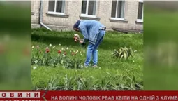 Дівчині буде приємно: «Ромео» у Нововолинську обскубав чужу клумбу (відео)