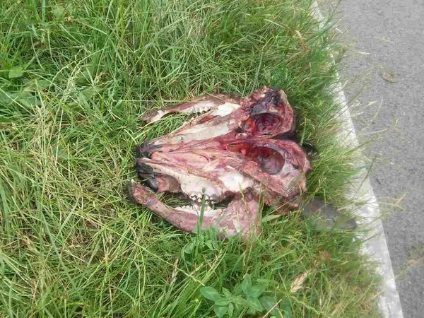 У Луцьку просто на вулицю викинули голови тварин (фото, відео 18+)