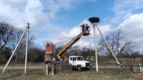 На Волині облаштовують штучні лелечі гнізда на електроопорах (фото, відео)