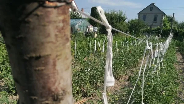 «Город – то мої ліки»: як викладачка з Волині понад 20 років хазяйнує на дачі (фото, відео)