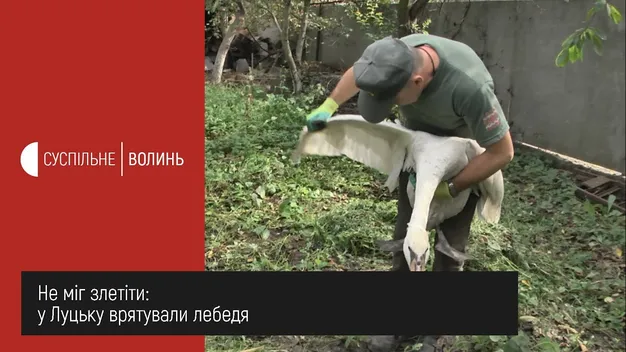 У лебедя – стрес: ветеринари обстежили врятованого птаха в Луцьку