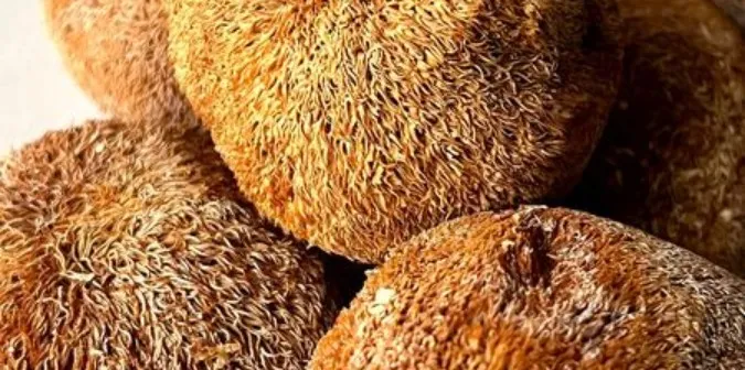 На Волині за чотири тисячі продають «пухнасті» гриби (фото)